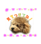 トイプードルのころんです（個別スタンプ：14）