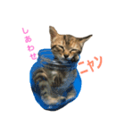 ニャン詰めスタンプ（個別スタンプ：5）