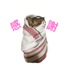ニャン詰めスタンプ（個別スタンプ：6）