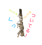 ニャン詰めスタンプ（個別スタンプ：8）