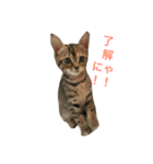 ニャン詰めスタンプ（個別スタンプ：12）