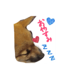 愛犬ココアの一日♡（個別スタンプ：1）