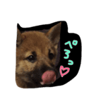 愛犬ココアの一日♡（個別スタンプ：2）