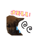 愛犬ココアの一日♡（個別スタンプ：5）