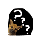 愛犬ココアの一日♡（個別スタンプ：6）