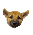愛犬ココアの一日♡（個別スタンプ：7）