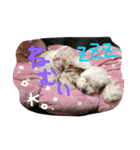 ✳︎おてんばデール✳︎（個別スタンプ：6）