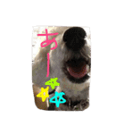 ✳︎おてんばデール✳︎（個別スタンプ：11）
