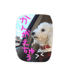 ✳︎おてんばデール✳︎（個別スタンプ：15）