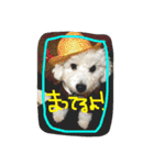 ✳︎おてんばデール✳︎（個別スタンプ：16）