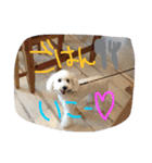 ✳︎おてんばデール✳︎（個別スタンプ：22）