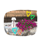 ✳︎おてんばデール✳︎（個別スタンプ：23）