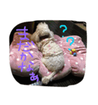 ✳︎おてんばデール✳︎（個別スタンプ：24）