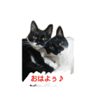 オコマツ（個別スタンプ：1）