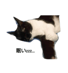 オコマツ（個別スタンプ：5）