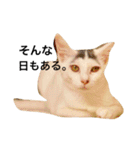 oosakaben cat（個別スタンプ：1）