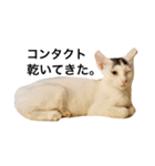 oosakaben cat（個別スタンプ：2）