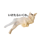 oosakaben cat（個別スタンプ：3）