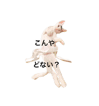 oosakaben cat（個別スタンプ：4）