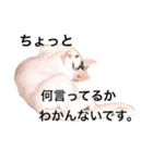 oosakaben cat（個別スタンプ：6）