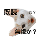 oosakaben cat（個別スタンプ：7）