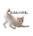 oosakaben cat（個別スタンプ：8）