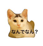oosakaben cat（個別スタンプ：9）