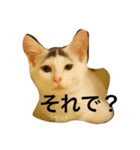 oosakaben cat（個別スタンプ：10）