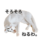 oosakaben cat（個別スタンプ：11）
