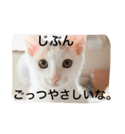 oosakaben cat（個別スタンプ：12）