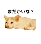 oosakaben cat（個別スタンプ：13）