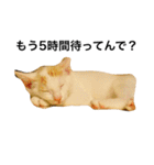 oosakaben cat（個別スタンプ：14）