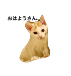 oosakaben cat（個別スタンプ：15）