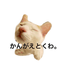 oosakaben cat（個別スタンプ：16）