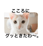 oosakaben cat（個別スタンプ：17）