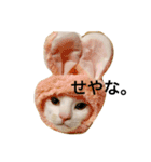 oosakaben cat（個別スタンプ：19）