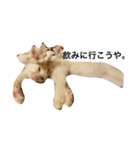 oosakaben cat（個別スタンプ：23）