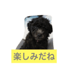 プードル.（個別スタンプ：8）