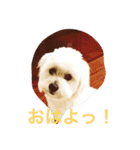 コロン丸2（個別スタンプ：5）