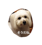 コロン丸2（個別スタンプ：11）
