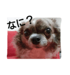 リクとモモの日常（個別スタンプ：1）