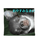 リクとモモの日常（個別スタンプ：7）