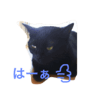 黒猫クロエだよ！ パート2（個別スタンプ：5）
