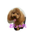 すねこ犬（個別スタンプ：2）