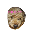すねこ犬（個別スタンプ：6）
