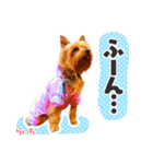 ヨークシャーテリア らいちちゃん（個別スタンプ：1）