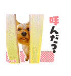 ヨークシャーテリア らいちちゃん（個別スタンプ：2）