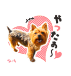 ヨークシャーテリア らいちちゃん（個別スタンプ：3）