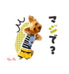 ヨークシャーテリア らいちちゃん（個別スタンプ：4）