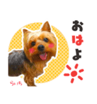 ヨークシャーテリア らいちちゃん（個別スタンプ：5）